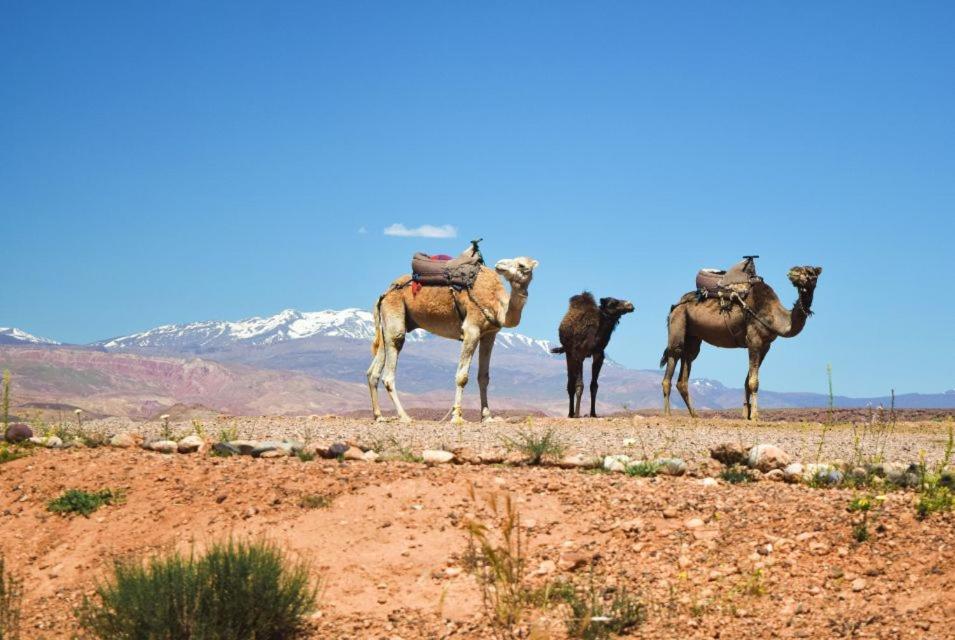 Amazigh Family Riad 伊姆利尔 外观 照片